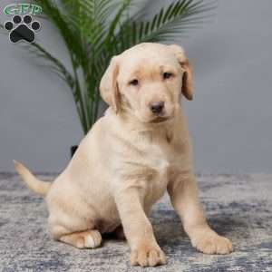 Oakley, Charcoal Labrador Retriever Puppy